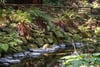 A gentle stream cascades over moss-covered rocks amid lush ferns and forest foliage, with a rustic wooden railing in the background