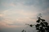 Soft pastel sky at dusk with wispy clouds and dark leafy branches in the foreground