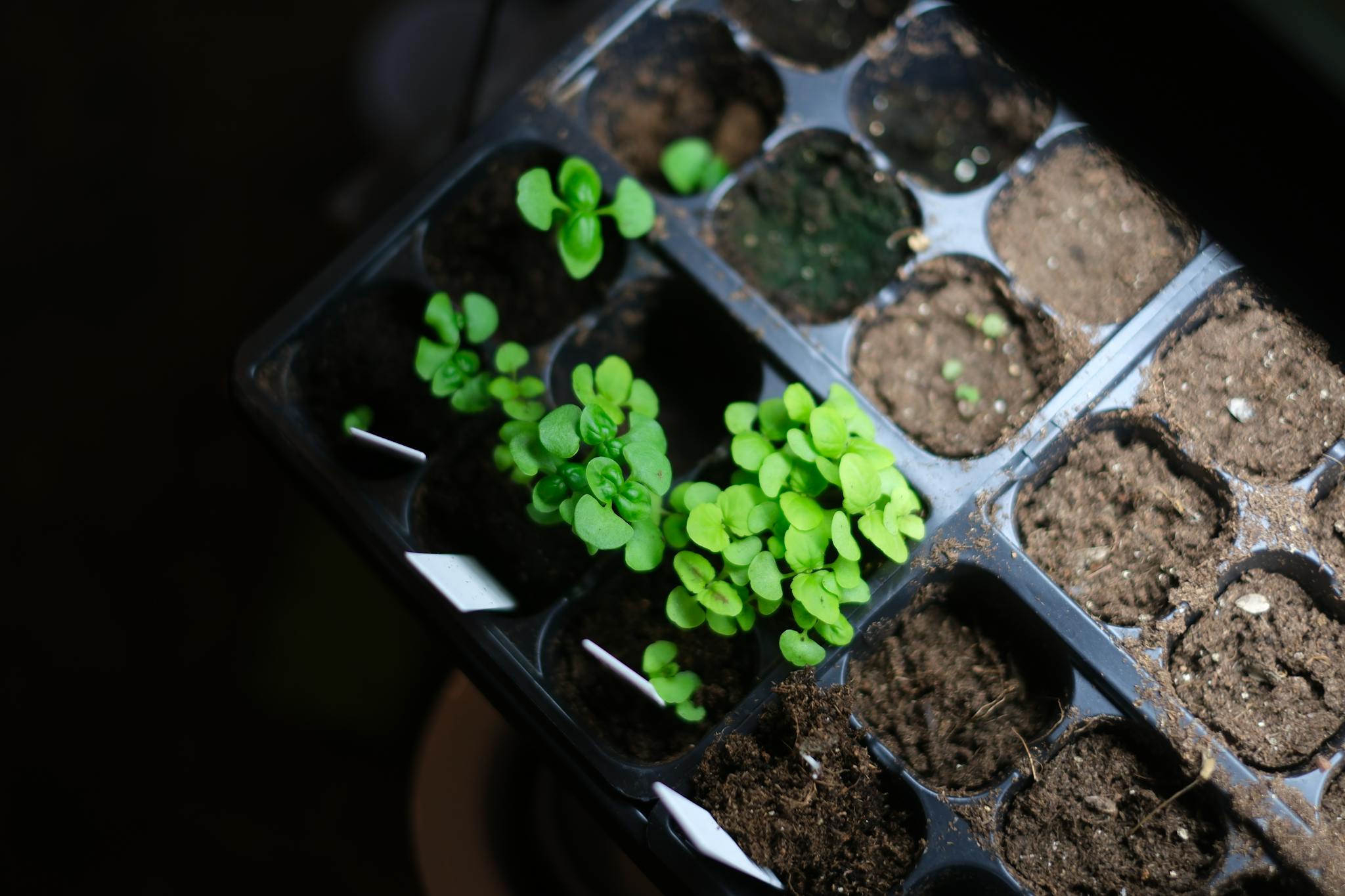 A seedling tray with young green plants and a few empty cells, apparently taken in a dark environment with a focused light source on the foliage