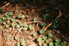 Small green seedlings and clover-like leaves emerge from a sun-dappled forest floor scattered with pine needles, twigs, and dry leaves