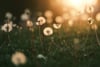 Dandelions in a grassy field with a warm, glowing sunset in the background