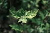 A variegated green leaf against a blurred natural background