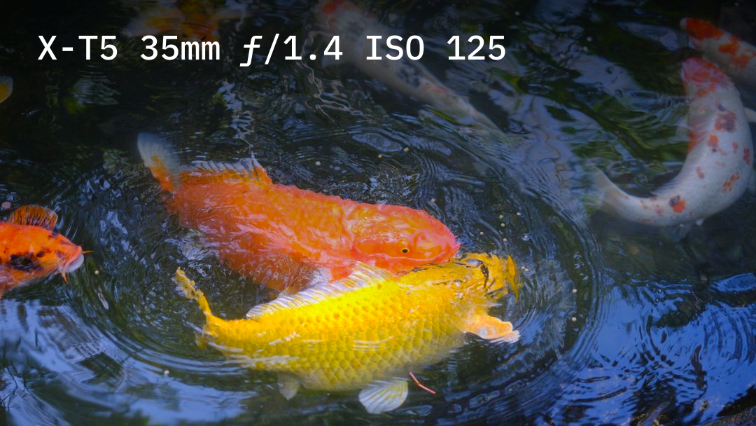 Jungle Koi
